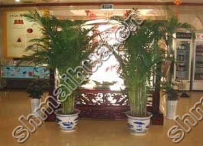 植物租摆方案图片五