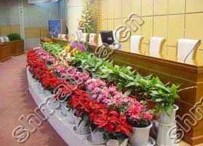 植物租摆方案图片六