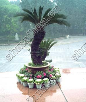 植物租摆方案图片二
